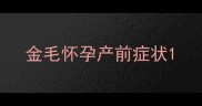 金毛怀孕产前症状