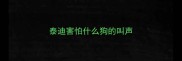 泰迪害怕什么狗的叫声