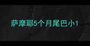 萨摩耶5个月尾巴小