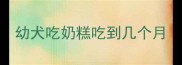 幼犬吃奶糕吃到几个月