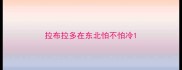 拉布拉多在东北怕不怕冷