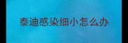 泰迪感染细小怎么办