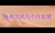 母格力犬几个月发情