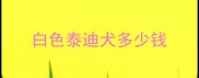 白色泰迪犬多少钱