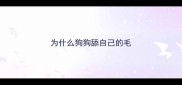 为什么狗狗舔自己的毛