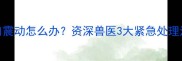 拉布拉多突然胸口震动怎么办资深兽医3大紧急处理法附症状对照表