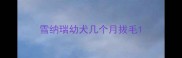 雪纳瑞幼犬几个月拔毛