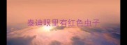 泰迪眼里有红色虫子