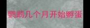 鹦鹉几个月开始孵蛋