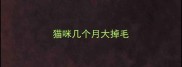 猫咪几个月大掉毛