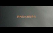狗狗怎么消化骨头