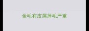 金毛有皮屑掉毛严重