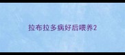 拉布拉多病好后喂养
