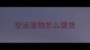 空运宠物怎么提货