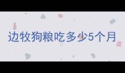 边牧狗粮吃多少5个月
