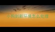 小狗到新环境怎么处理
