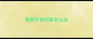 狗狗不肯回家怎么办