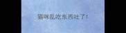 猫咪乱吃东西吐了