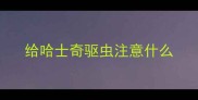 给哈士奇驱虫注意什么