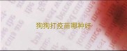 狗狗打疫苗哪种好