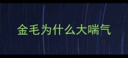 金毛为什么大喘气