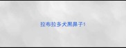 拉布拉多犬黑鼻子