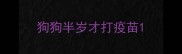 狗狗半岁才打疫苗