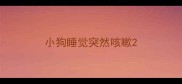 小狗睡觉突然咳嗽