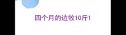 四个月的边牧10斤