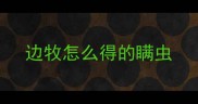 边牧怎么得的瞒虫