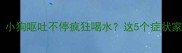 紧急处理小狗呕吐不停疯狂喝水这5个症状家长必看