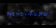 刚出生的小狗流鼻涕