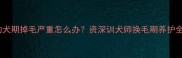 金毛幼犬期掉毛严重怎么办资深训犬师换毛期养护全攻略