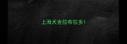 上海犬舍拉布拉多