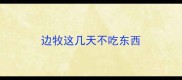 边牧这几天不吃东西