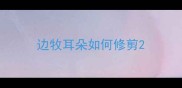 边牧耳朵如何修剪