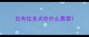 拉布拉多犬吃什么青菜