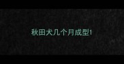 秋田犬几个月成型