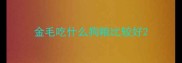 金毛吃什么狗粮比较好