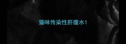 猫咪传染性肝腹水