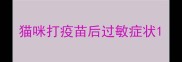 猫咪打疫苗后过敏症状
