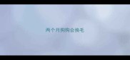 两个月狗狗会换毛