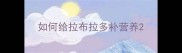 如何给拉布拉多补营养