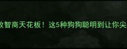 边牧智商天花板这5种狗狗聪明到让你尖叫