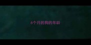 6个月的狗的年龄