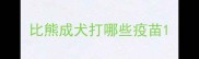 比熊成犬打哪些疫苗