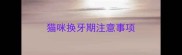 猫咪换牙期注意事项