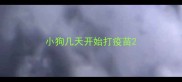 小狗几天开始打疫苗