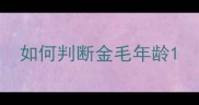 如何判断金毛年龄