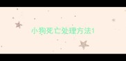 小狗死亡处理方法